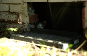 my first glance of the fabled kittens that live under the neighbor's house.